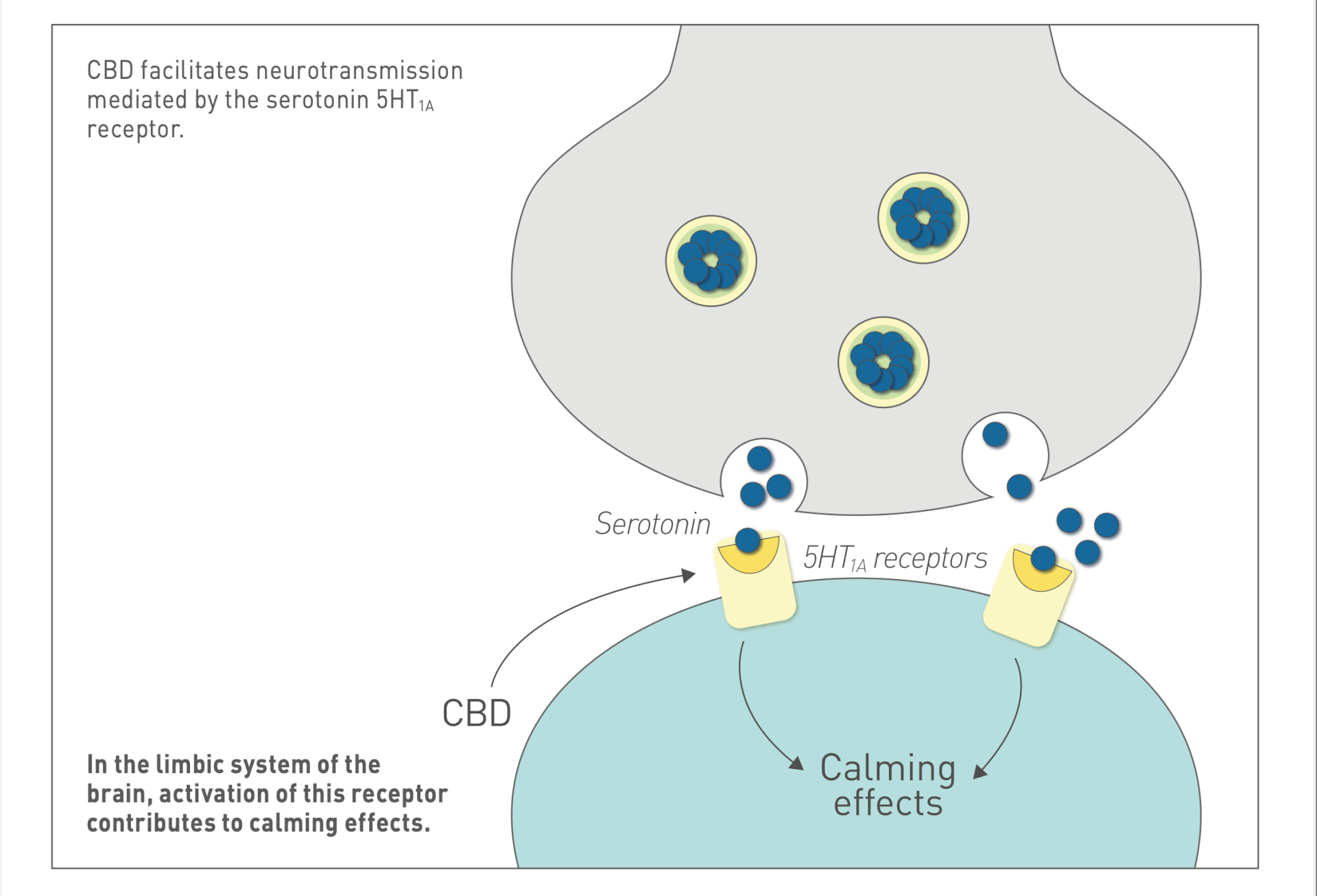 CBD and Serotonin