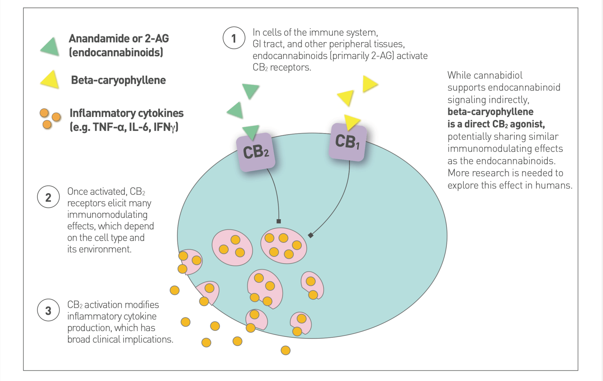 CBD for Pain