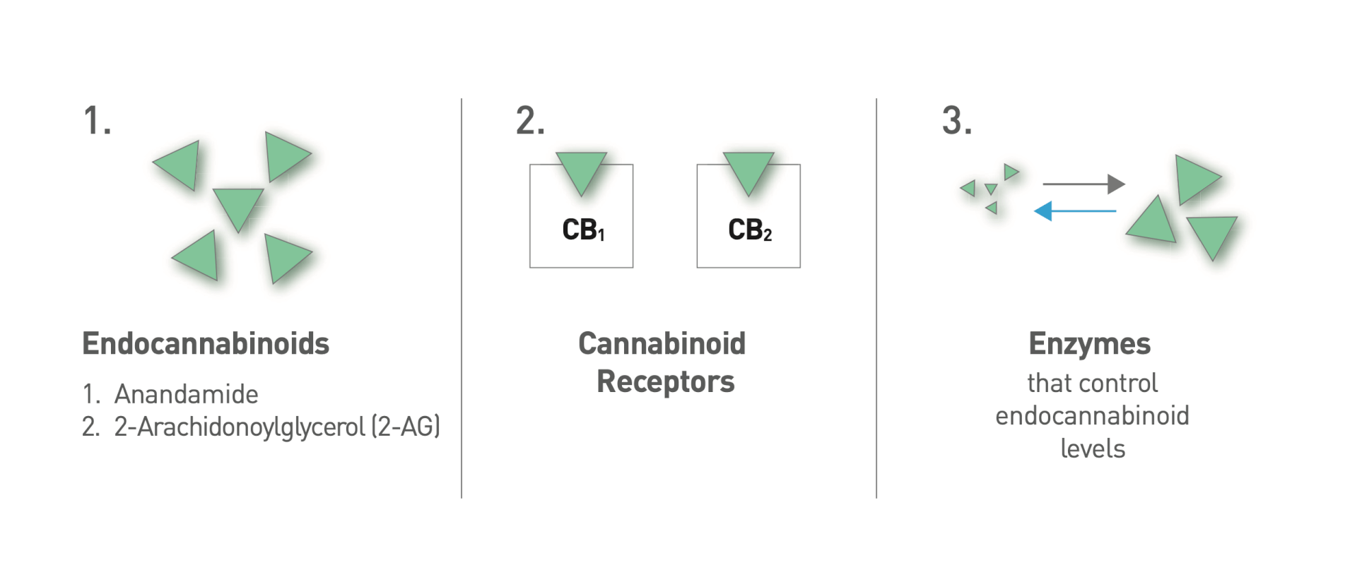 CBD Receptors